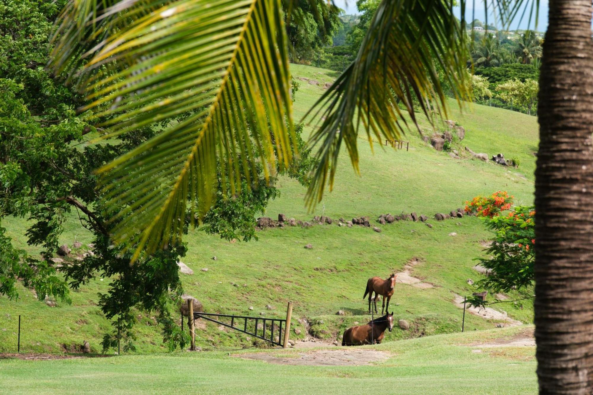 Paradis Sur Terre 6 Bedroom Dual Villas With Pools And Views Lauwaki Eksteriør bilde